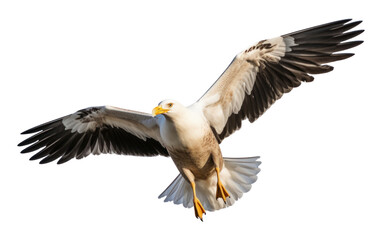 Canvas Print - PNG Kelp gull bird flying vulture animal.