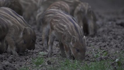 Wall Mural - Herd of wild hogs in the forest