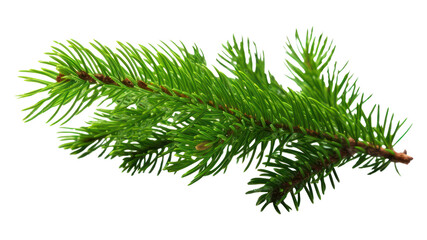 Sticker - PNG Fir-tree branch nature plant green.