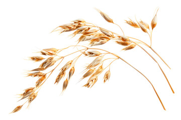 Close-up photo of oat kernels with shiny golden husks, isolated on white background.