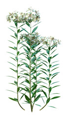 Wall Mural - 3D Rendering Alstroemeria Flowers on White