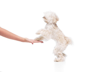 Sticker - Obedient and playful Maltese gives paw to its owner against white studio background. Lovely and devoted friend. Concept of grooming cervices and veterinaries, pet lovers, friendship.