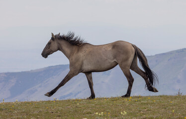 Sticker - Beautiful Wild Horse in Suimmer int he Pryor Mountains Montana