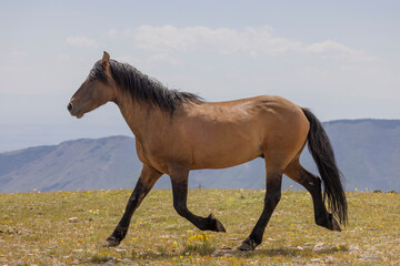 Wall Mural - Beautiful Wild Horse in Suimmer int he Pryor Mountains Montana