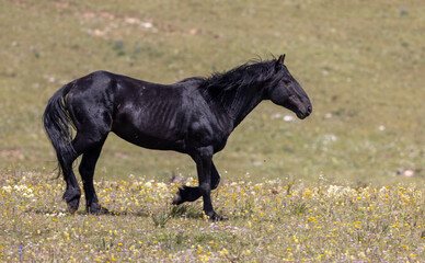 Poster - Beautiful Wild Horse in Suimmer int he Pryor Mountains Montana