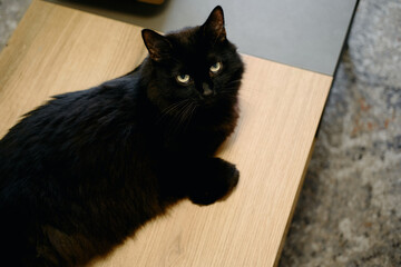 Poster - A fluffy black domestic cat lies on a wooden table in the living room. The lazy Kitten is resting. View from above.