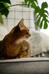 Canvas Print - A charming red-haired Abyssinian cat poses on an armchair in an apartment. A domestic purebred cat with smooth brown fur and yellow eyes. The green leaves of the monstera are behind the pet.