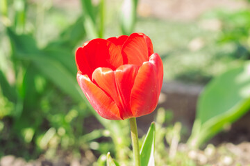 Wall Mural - A red flower with a green stem is in a garden. The flower is the main focus of the image, and it is surrounded by green leaves and grass. Concept of natural beauty and tranquility