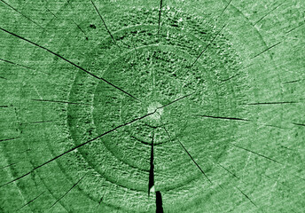 Green stained tree trunk cut with annual circles. B