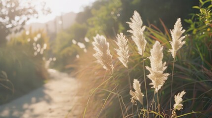 Canvas Print - Delicate white pampas grass bathed in soft sunlight line a serene garden path, creating an ethereal and tranquil natural scene.