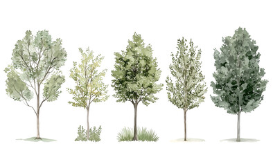 watercolor tree illustrations featuring a variety of green foliage and evergreen trees