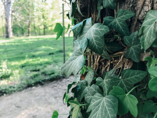 Wall Mural - A tree with ivy growing on it. The ivy is green and has leaves