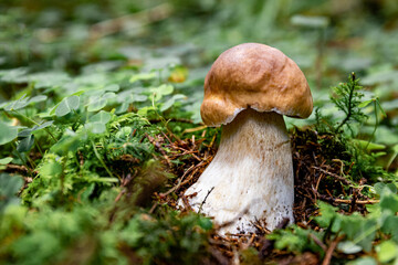 Wall Mural - White mushroom in a mountain forest. Wet forest with mushrooms.