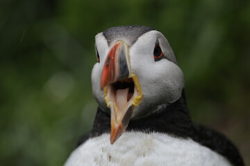 Puffin Iceland