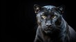 © Udomner - Black panther on a black background, wildlife, predator, feline, endangered species, stealth, dark, mysterious, powerful