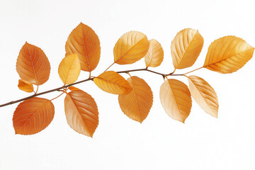 Sticker - Autumn Leaves Branch Isolated