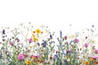 © Rawpixel.com - PNG Colorful wildflowers in bloom