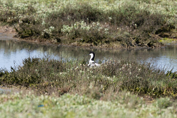 Wall Mural - Avocette élégante, Recurvirostra avosetta, Pied Avocet, nid