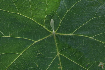 Wall Mural - Bright green grape leaves in the light of day. Grape leaf structure