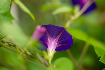 Close-up of a Vibrant Purple Morning Glory Bloom in a Natural Green Garden Setting