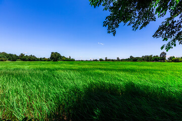 The close background of the green rice fields, the seedlings that are growing, are seen in rural areas as the main occupation of rice farmers who grow rice for sale or living.