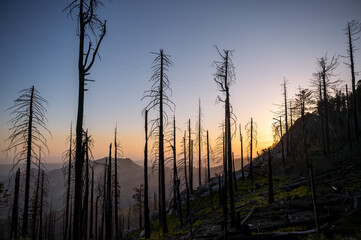 Beautiful sequoia national park in California