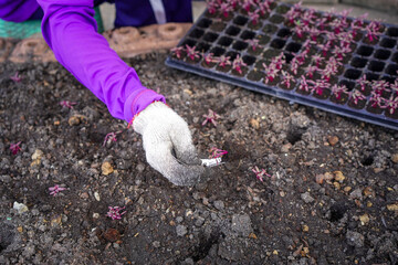 Woman hands with glove planting sapling purple vegetable with spoon in the garden.Plantation from tray into a soil in garden, Organic plant cultivation. Agriculture concept.