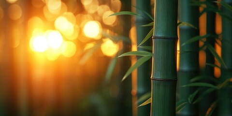 Poster - Close-up of a bamboo stalk with a blurred sunset background