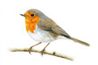 © Running opossum - Realistic illustration of a european robin with orange breast and grey feathers perched on a branch