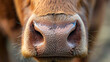 © Евгений Архипов - Detailed view of a cow's nose with visible moisture and texture