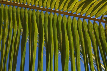 Palm tree frond leaf closeup texture background