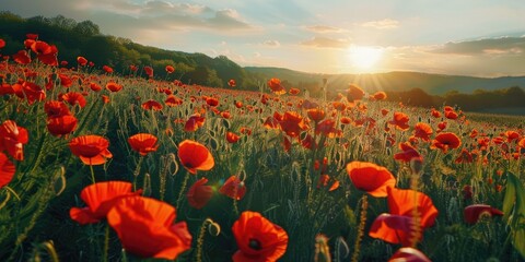 Sticker - Vibrant red poppies blossoming in a sunlit field stretching across a lush green landscape