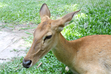 eld's deer sitting in a park, chill out in sunny day