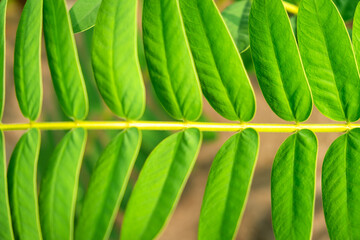 Close-up of Vibrant Green Fern Leaves Pattern in Natural Sunlight