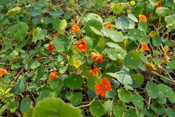 Wall Mural - Vibrant Nasturtium Flowers Amidst Dense Green Foliage in Garden