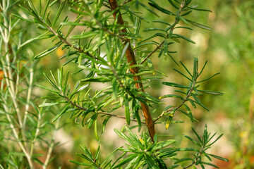 Wall Mural - Close-Up of Fresh Rosemary Herb Plant in Garden with Greenery Background