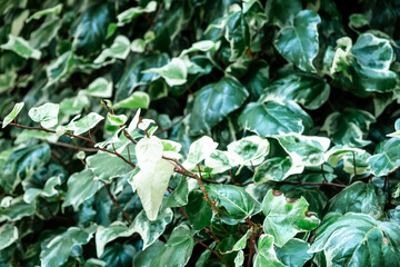 Wall Mural - Lush Green and White Variegated Ivy Leaves in Vibrant Natural Garden Setting