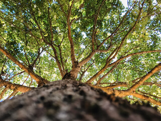 Wall Mural - A tree with a very thick trunk and abundant leaves. Perfect for highlighting the strength and lushness of nature.