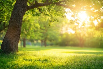 Blur background of sunlight shining though the tree with grass field. Soft light nature photography. Peaceful nature and solitude concept. with generative ai