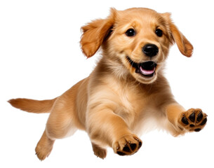 Poster - PNG Joyful puppy leaping in air