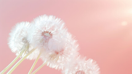 Wall Mural - A close up of a bunch of dandelions with a pink background
