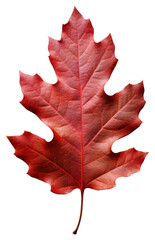 Wall Mural - PNG Vibrant autumn red leaf