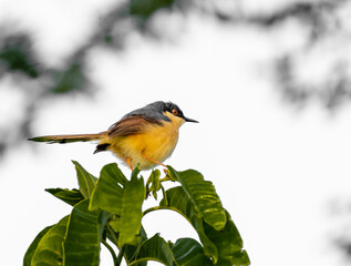 yellow wagtail on a branch