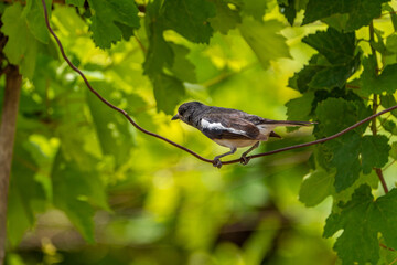 leaf in the forest