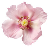 PNG Real Pressed a single anemone pink flower blossom anther plant.