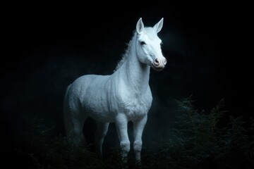 Poster - Majestic white horse in dark forest