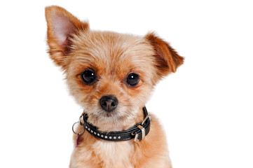 Wall Mural - Face of yorkshireterrier dog sitting, isolated on a clean white background