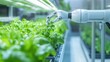 © Sasa Visual - Robots efficiently manage plant cultivation in a hydroponic system for optimal growth