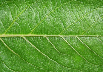 Wall Mural - Close-up of a green leaf texture