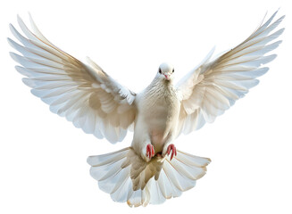 Wall Mural - PNG Graceful white dove in flight